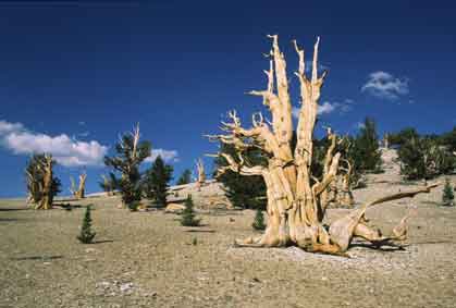 I Californien finns världens äldsta träd © Eric Hammerin 