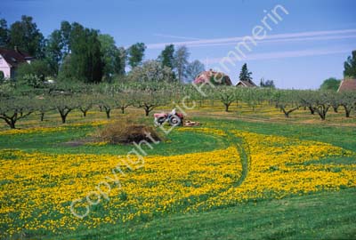 Kivik äppelodling maskrosor S000923