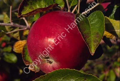 Kivik äpple SO1B29