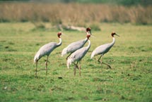 Sarustranor i Bharatpur reservat n&auml;ra Agra &copy; Eric Hammerin