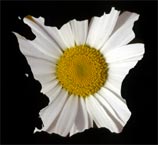 Sk&aring;nes landskapsblomma &auml;r pr&auml;stkragen &copy; Eric Hammerin