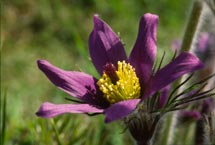 Backsippa &copy; Eric Hammerin