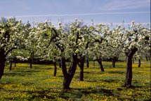 &Auml;ppelodling i blom &copy; Eric Hammerin