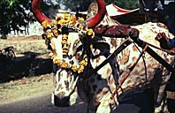 Dekorerad ko i Indien &copy; Eric Hammerin 