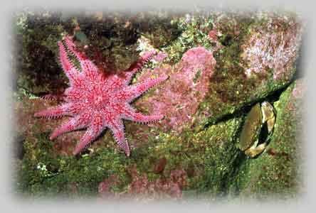 Bildbyr&aring; bildbank undervattens-bilder uv-foto fr&aring;n Sk&aring;ne och Bohusl&auml;n svenska v&auml;stkusten &copy; Eric Hammerin 