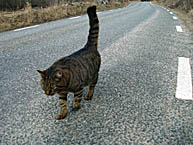 Catwalk katt p&aring; v&auml;g &copy; Eric Hammerin