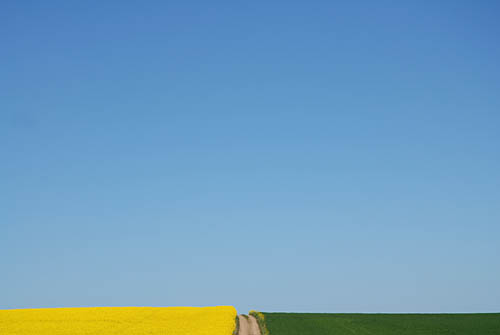 Himmel raps och vetef&auml;lt vid Kivik&copy; Eric Hammerin