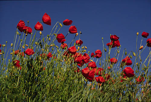 V&aring;g av vallmo &copy; Eric Hammerin